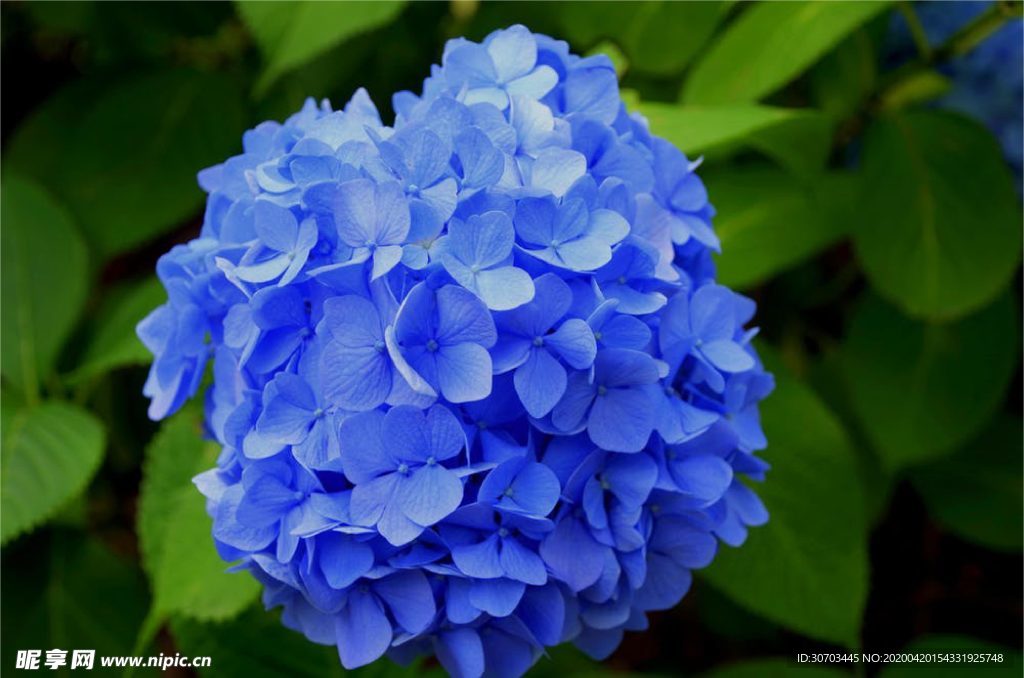 藍色花