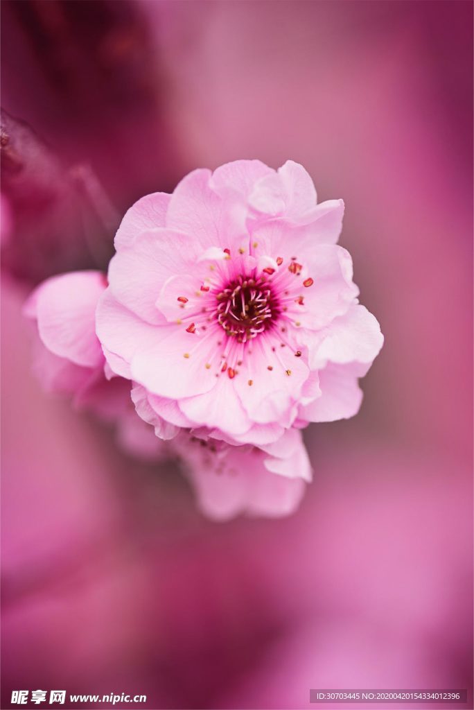 粉色花