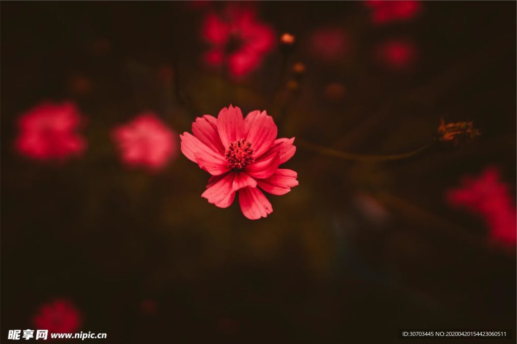 紅色花