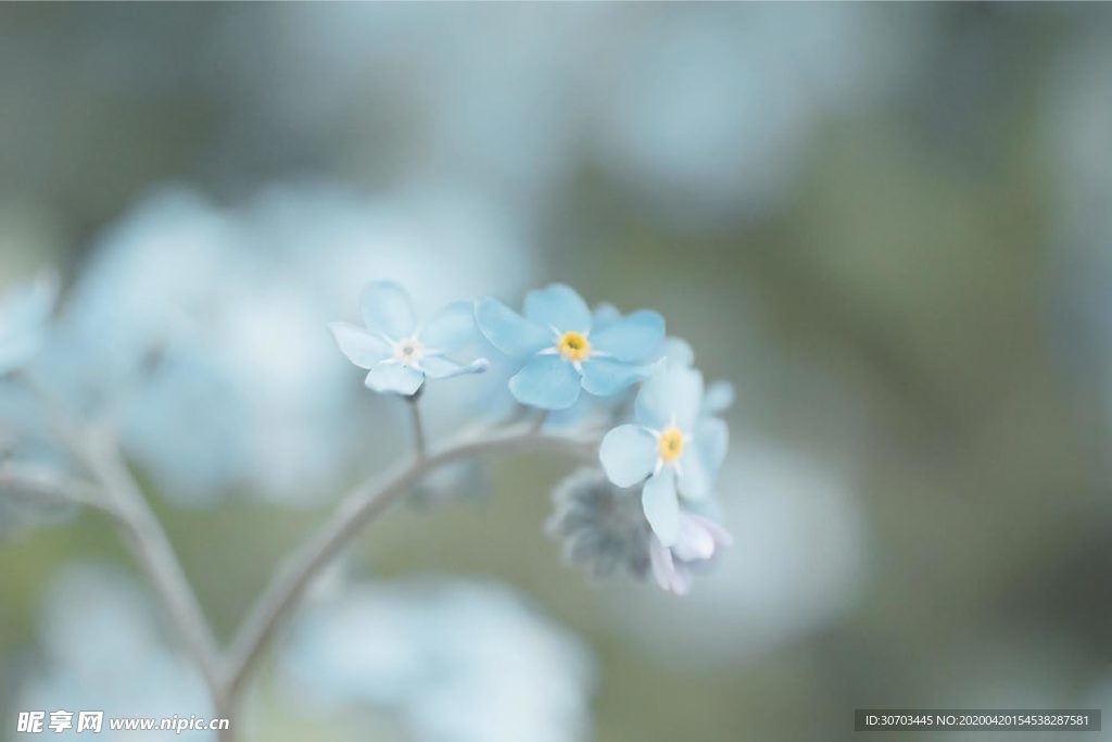 藍色花