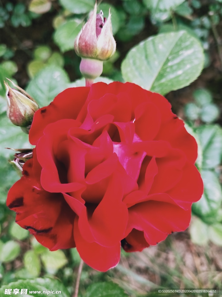 玫瑰   鮮花    花