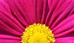 粉红菊