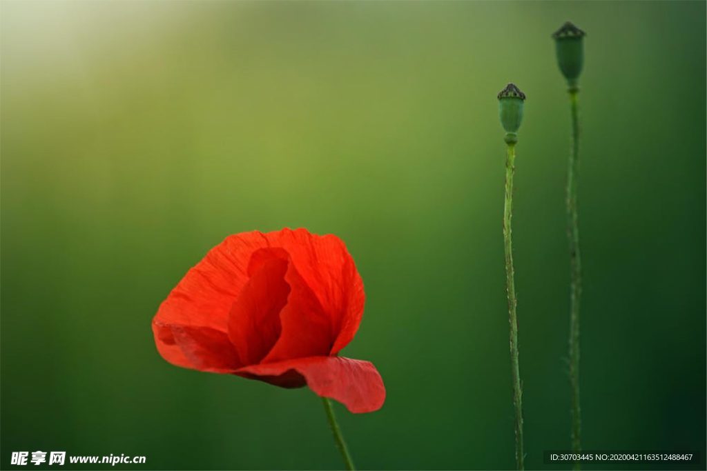 紅色花