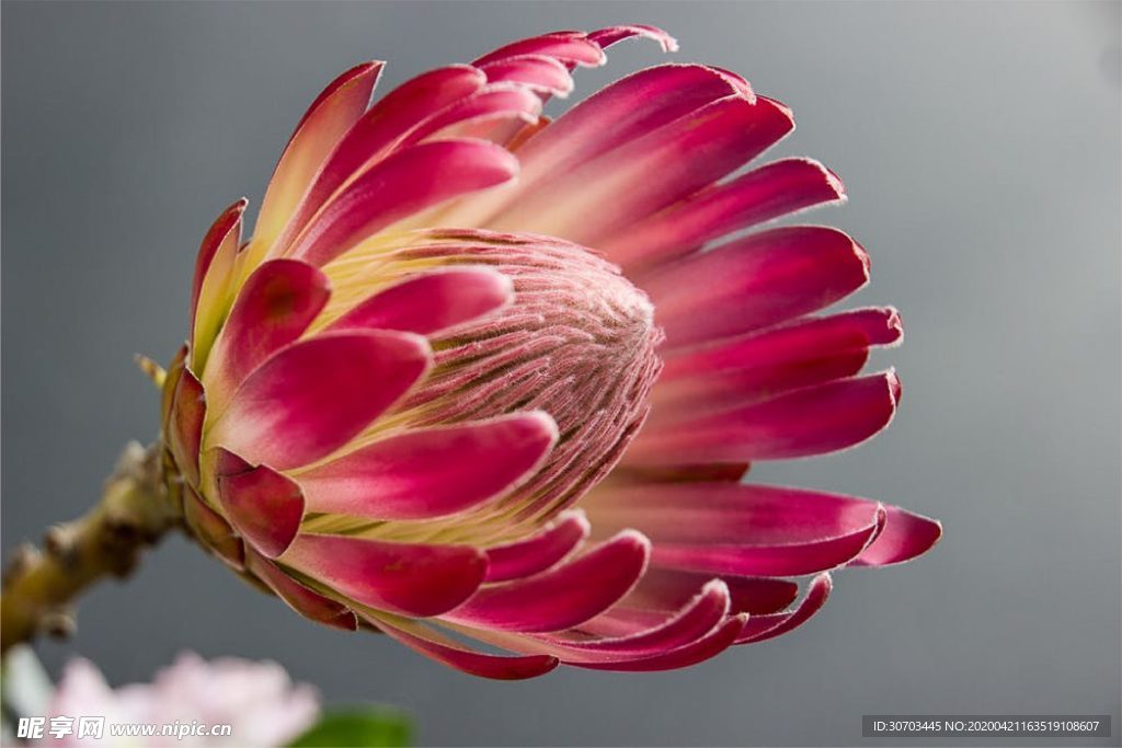 紅色花