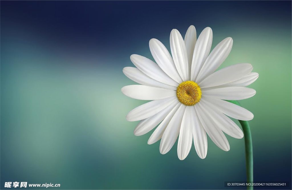 白花