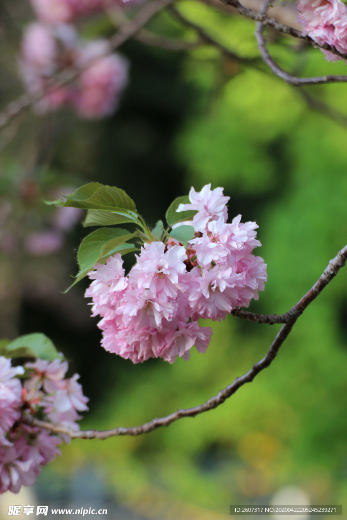 櫻花