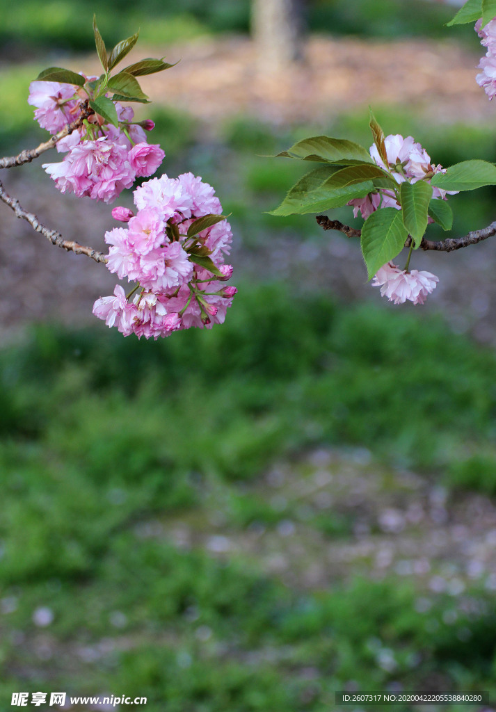 櫻花