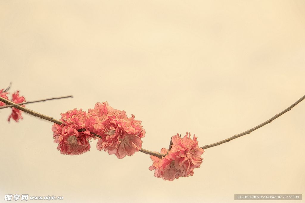 梅花