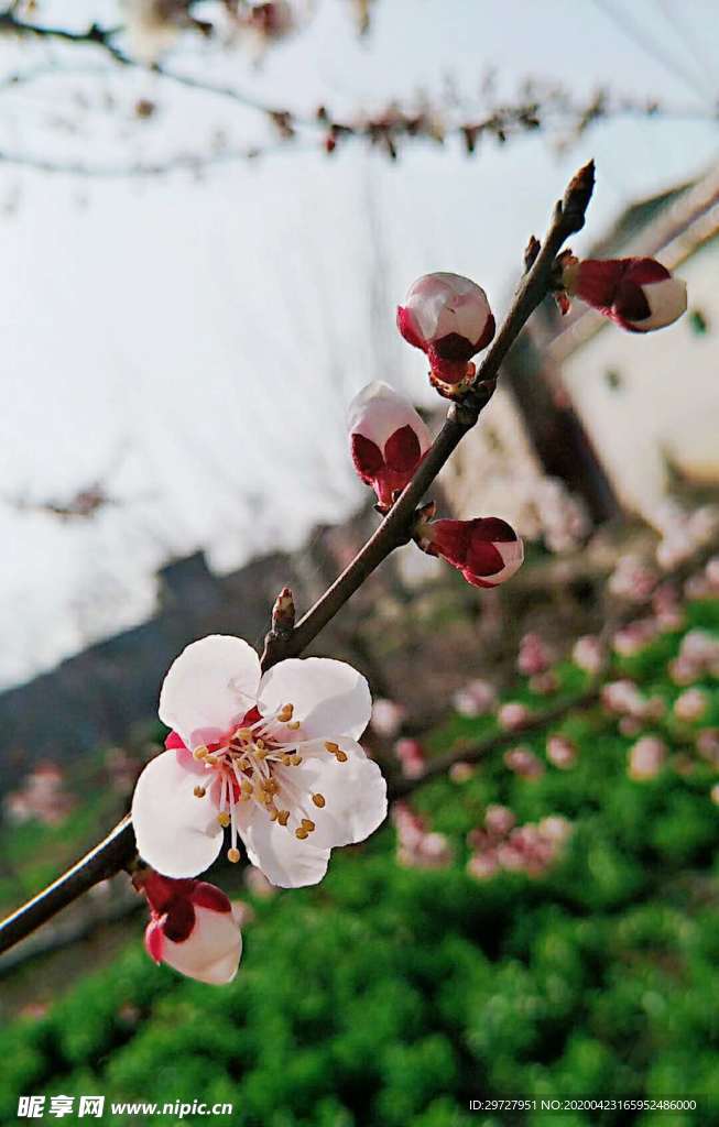 桃花