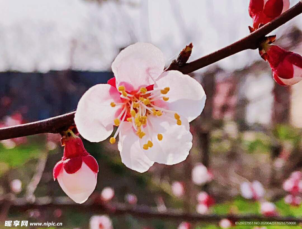 桃花