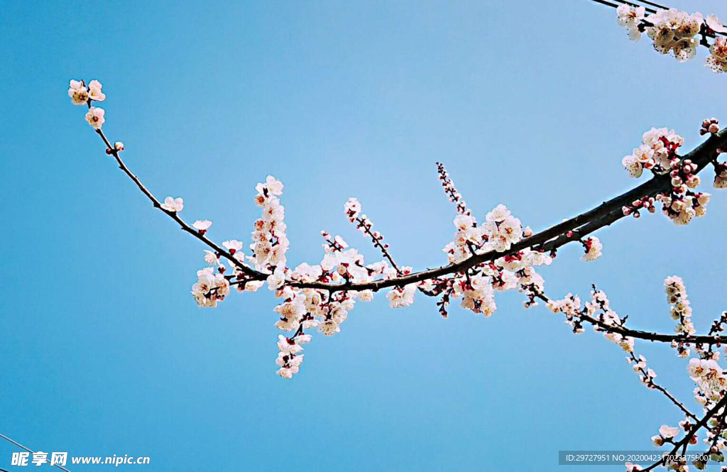 一支杏花
