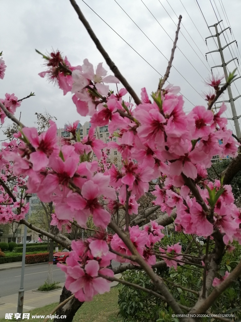 桃花 朵朵開