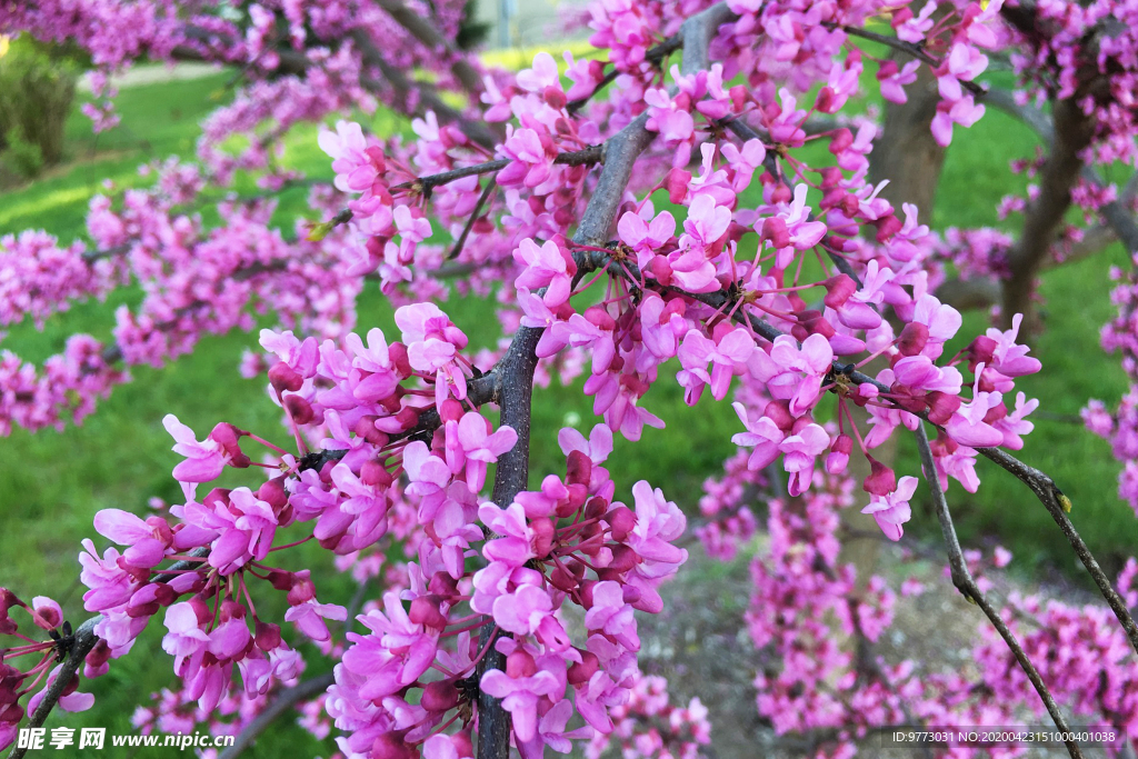 紫荊