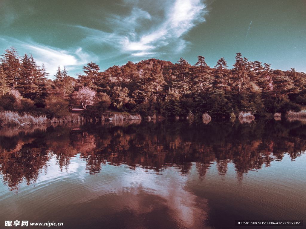 樹木倒影美景