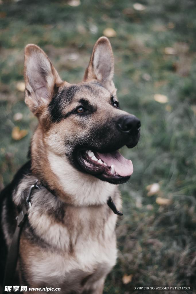 獵狗
