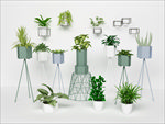 一组绿色观赏植物集合