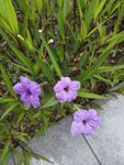紫色花朵翠芦莉