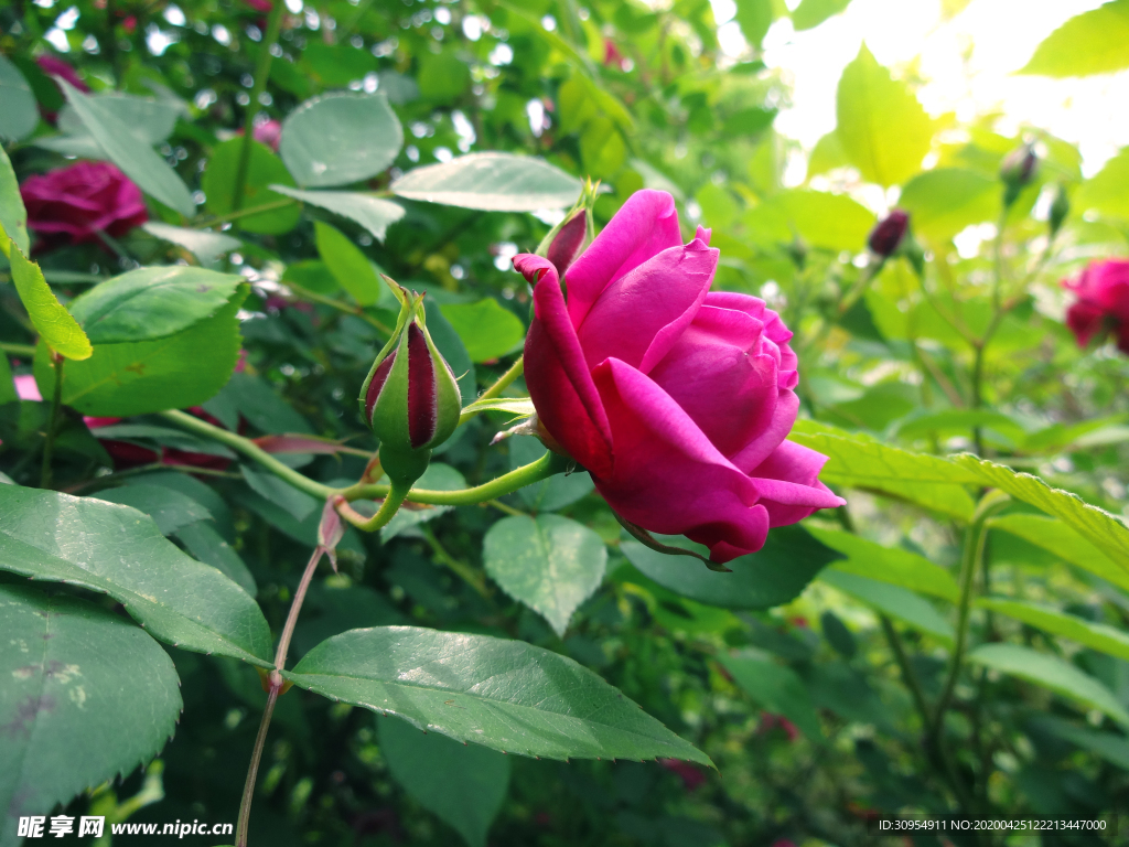 月季花