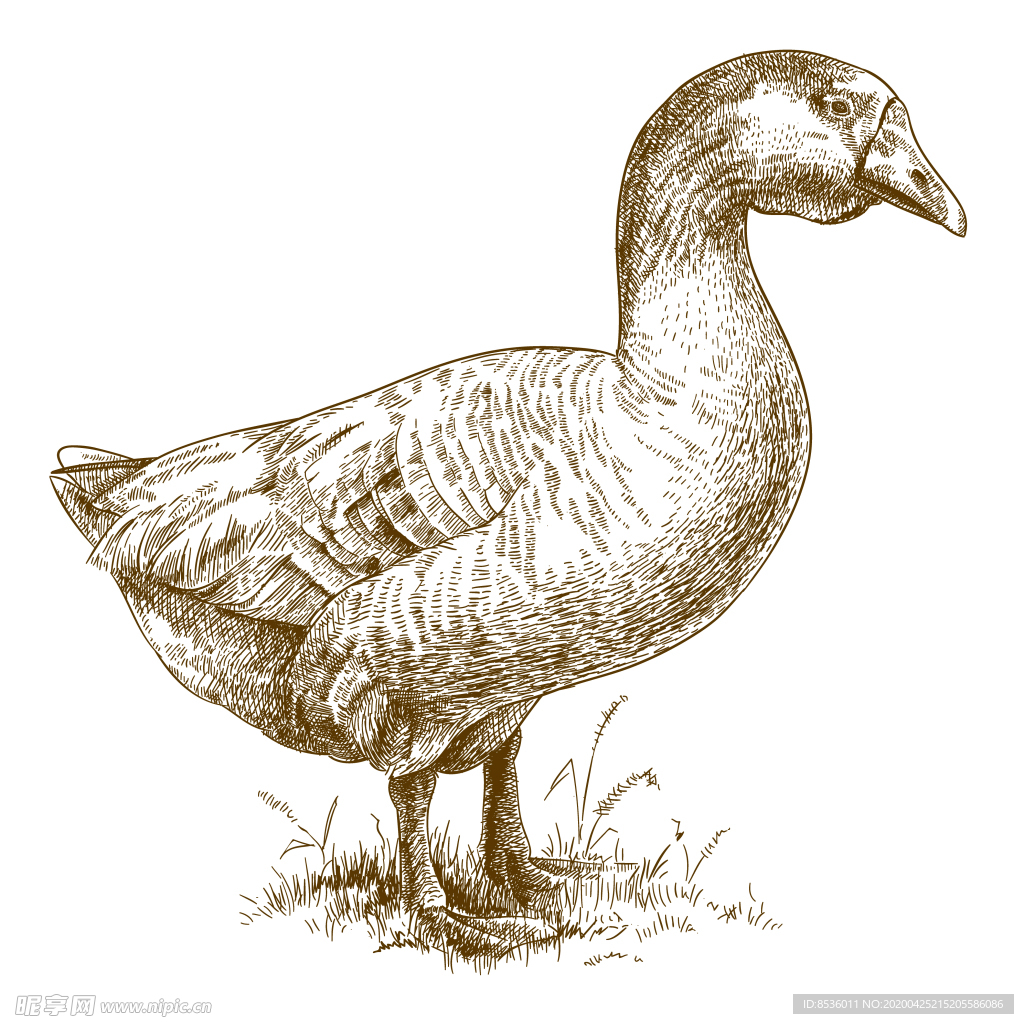 動物素描