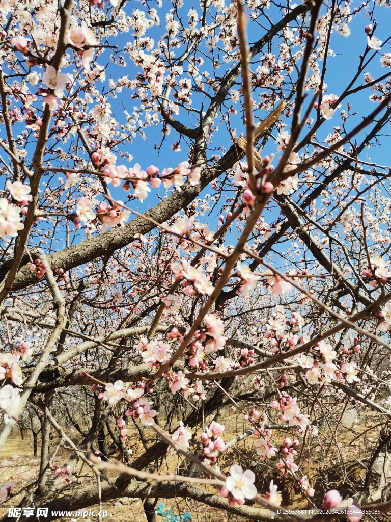 千樹萬樹桃花開