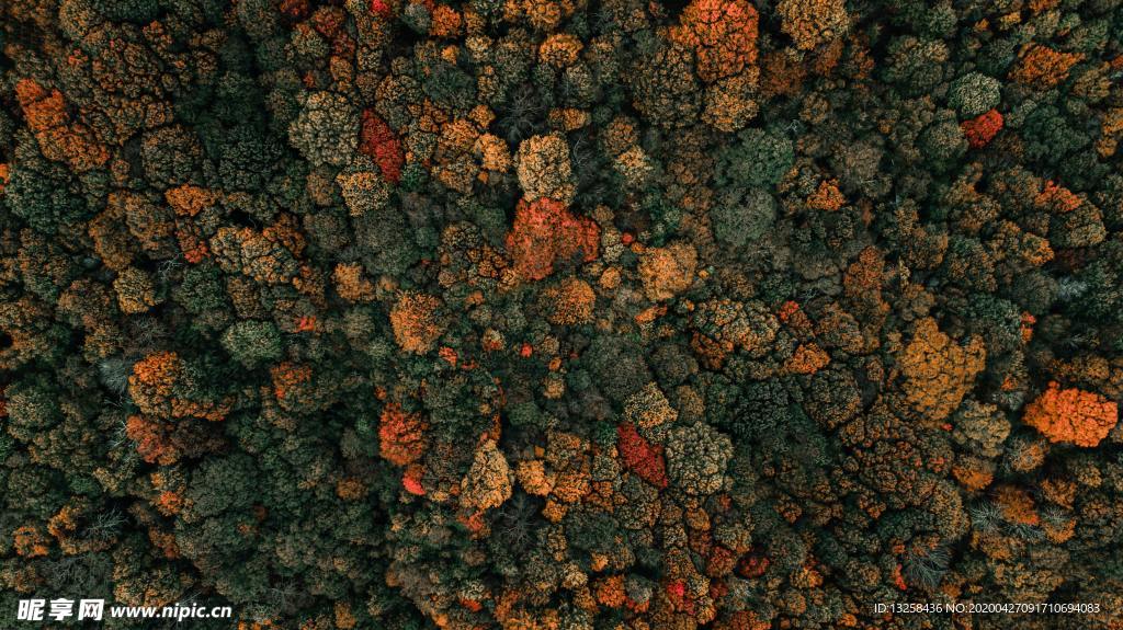 森林樹木地形背景