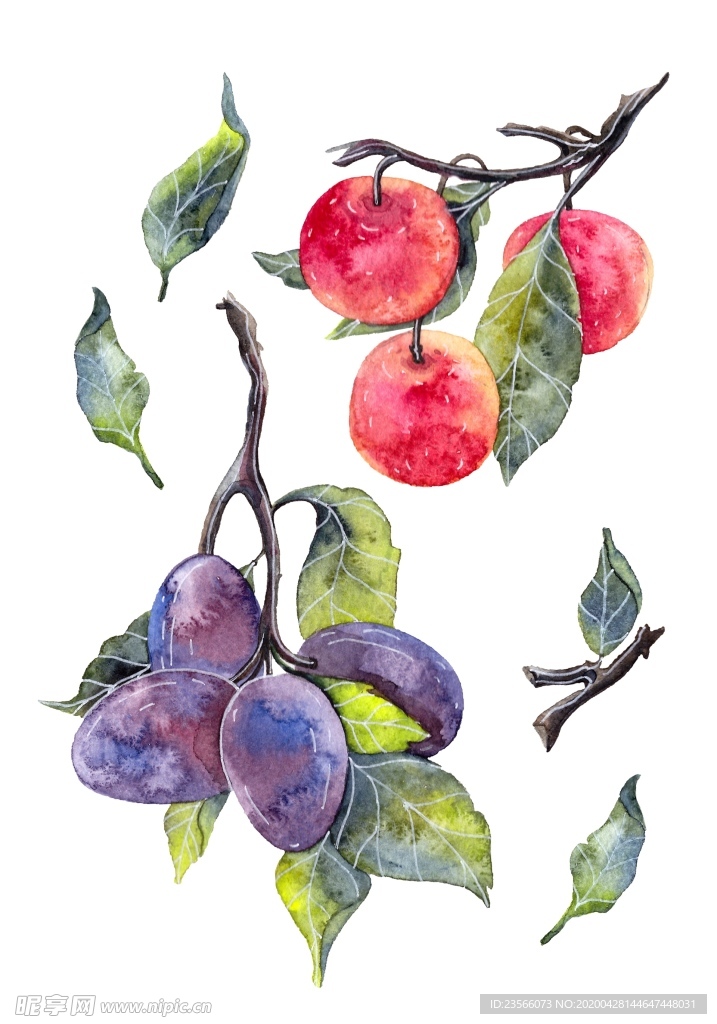 水果樱桃绘画