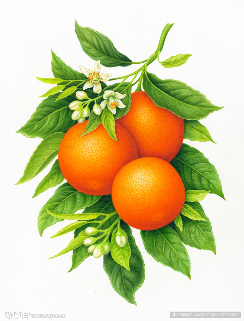 水果橙子绘画