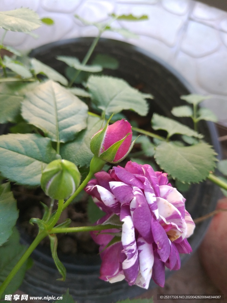 玫瑰 月季花