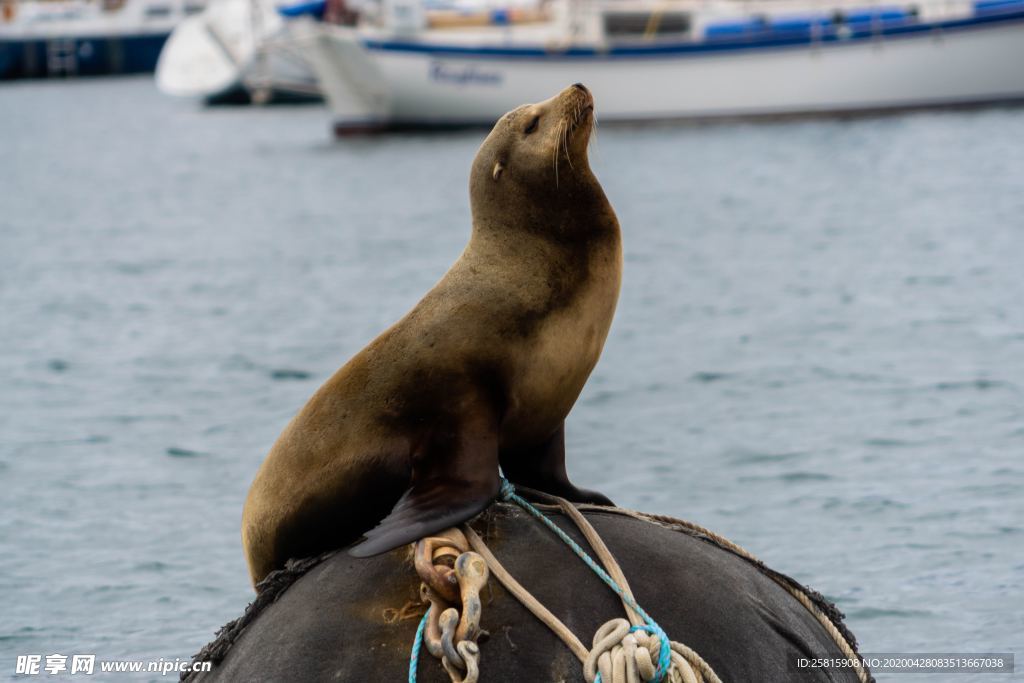 海獅小海獅圖片