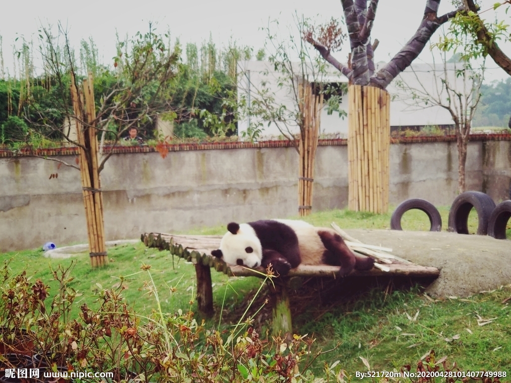 趴着睡觉的熊猫