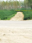 田間小道