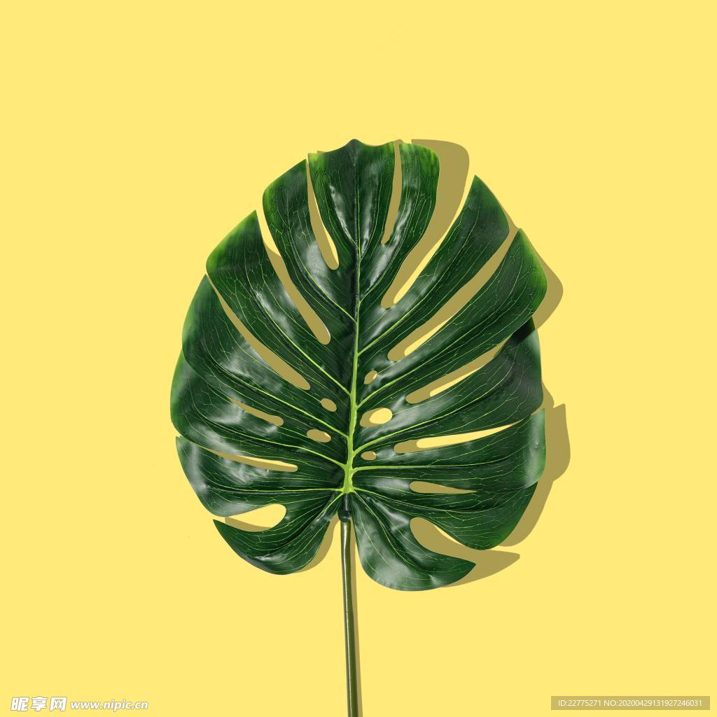 黃色背景綠葉