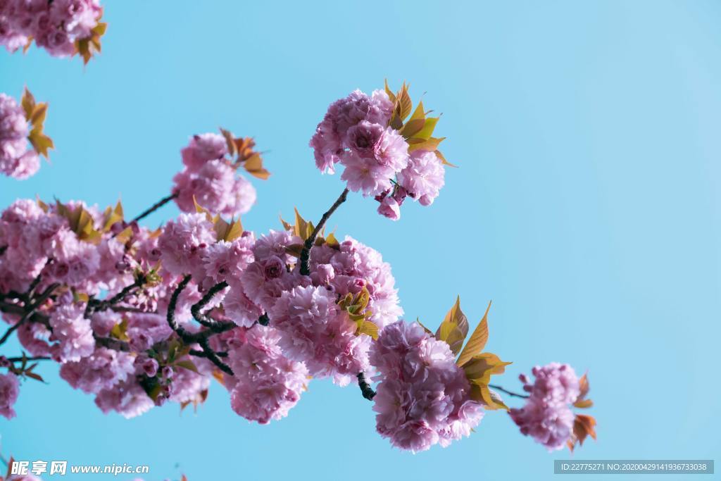 櫻花朵朵