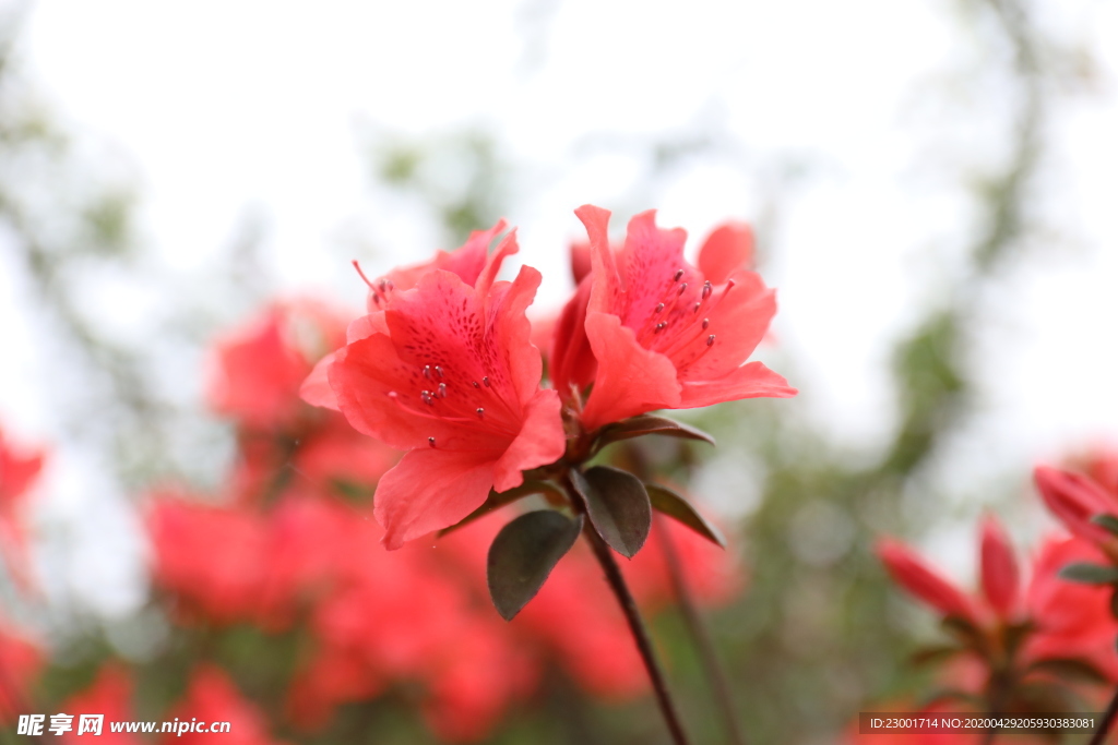 紅花