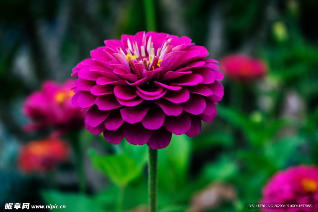 百日菊