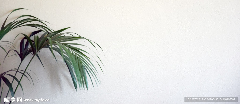 室內綠植樹葉