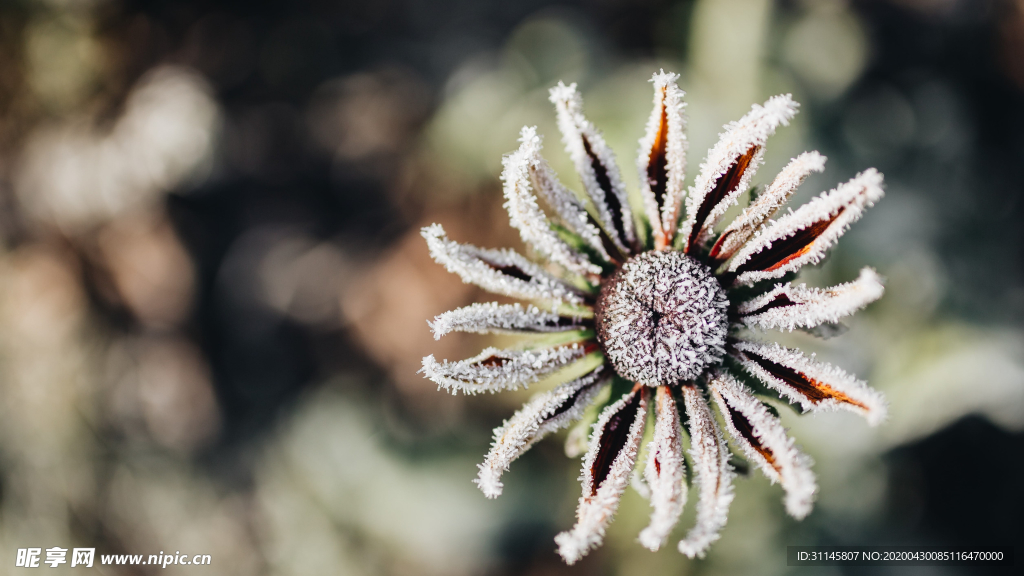 冰雪覆蓋植物
