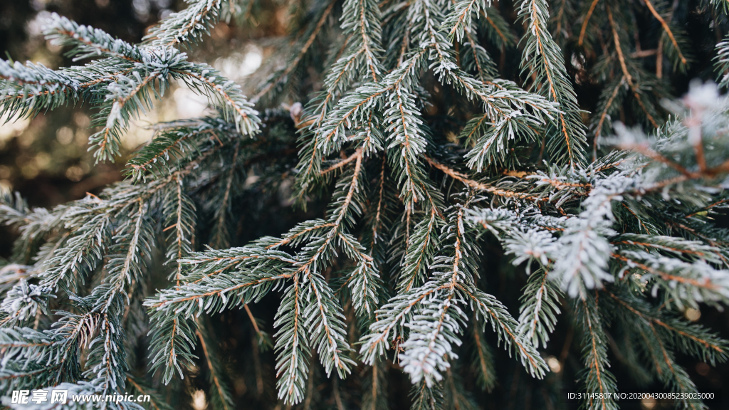 冰雪覆蓋植物