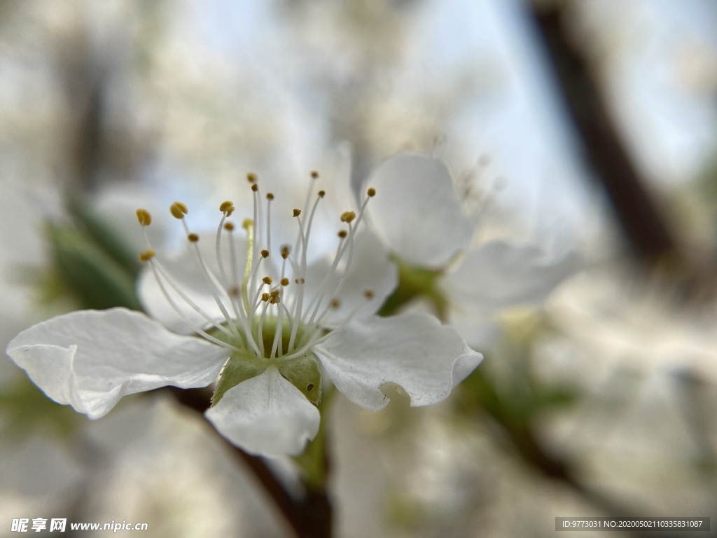 李子花