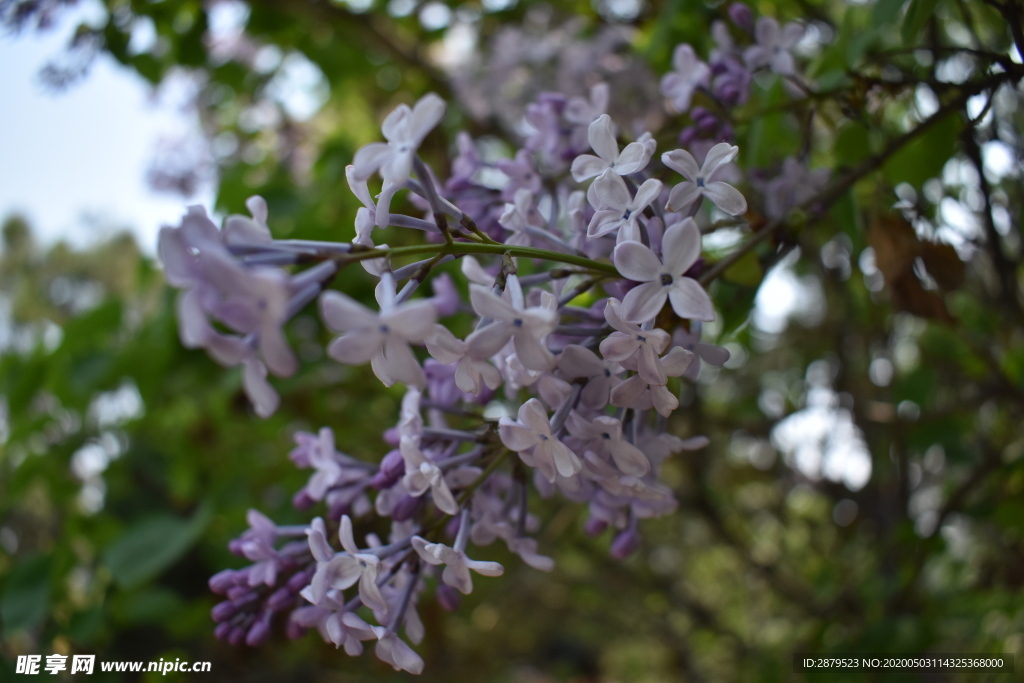 花海  紫丁香  花从  花树