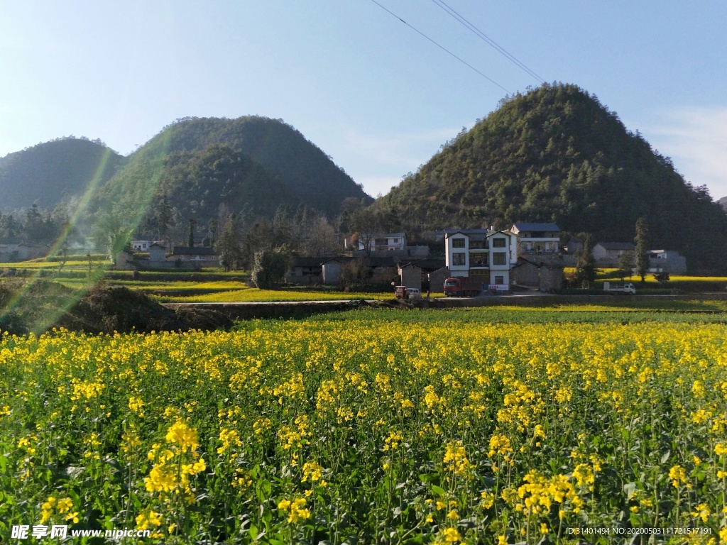 云南羅平油菜