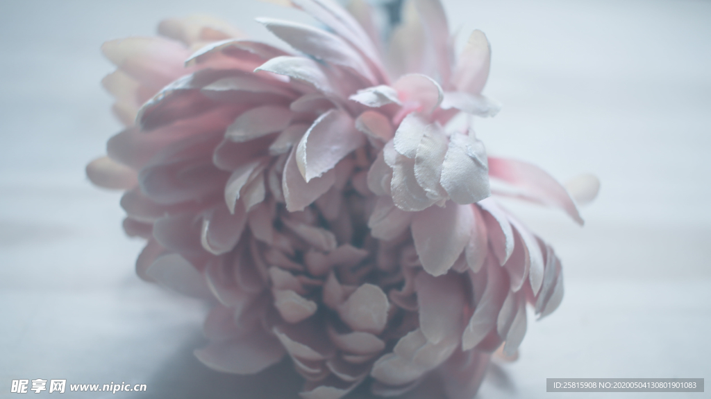 菊花清新圖片