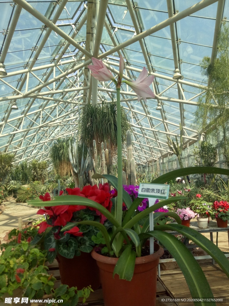 植物園白助朱頂紅