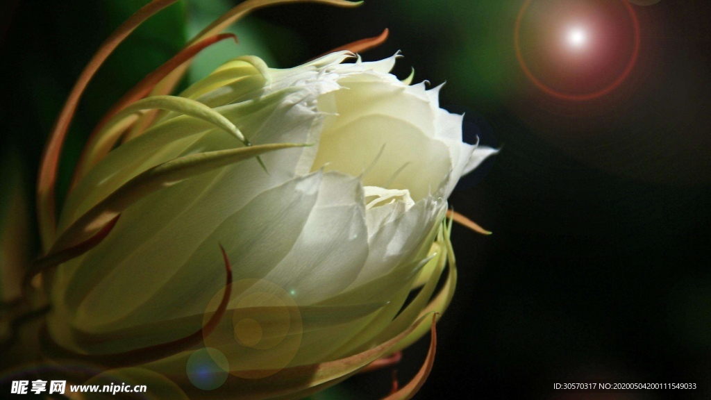 曇花