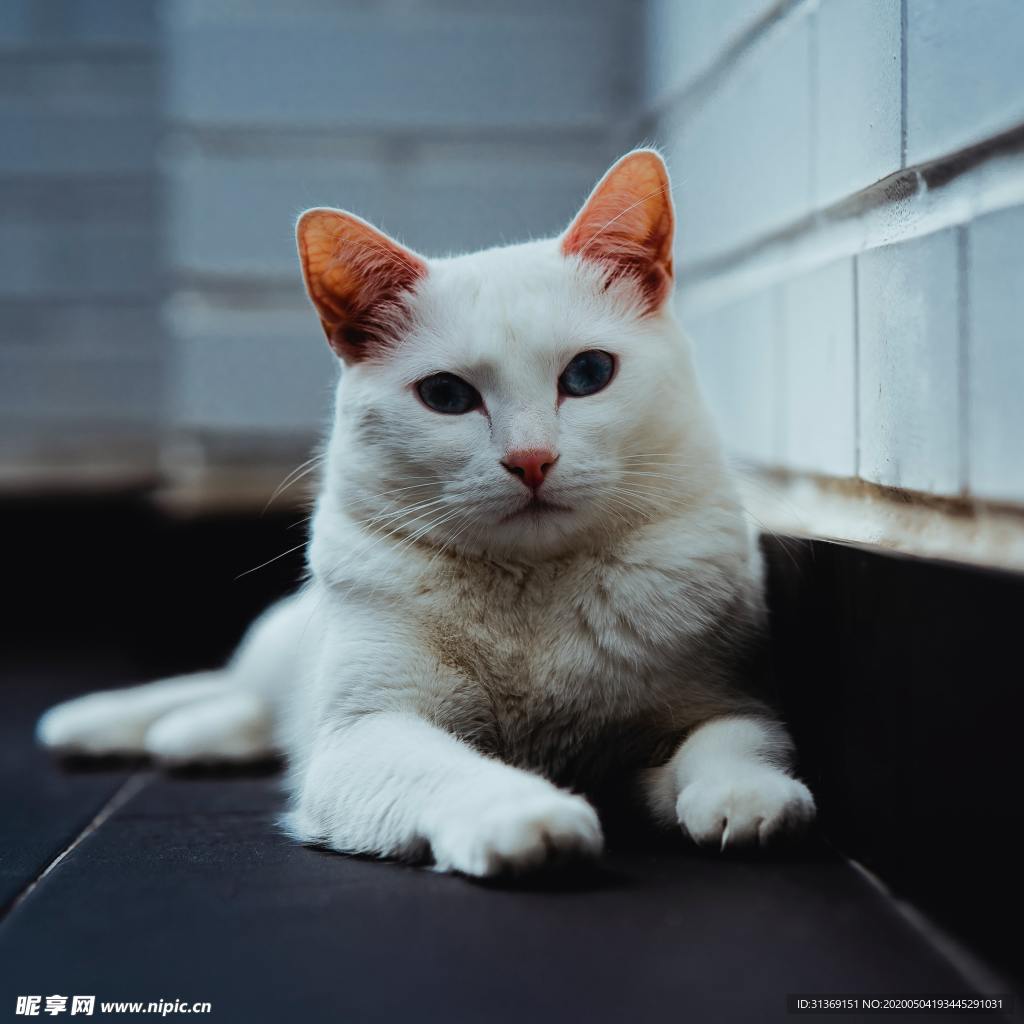 白色的猫