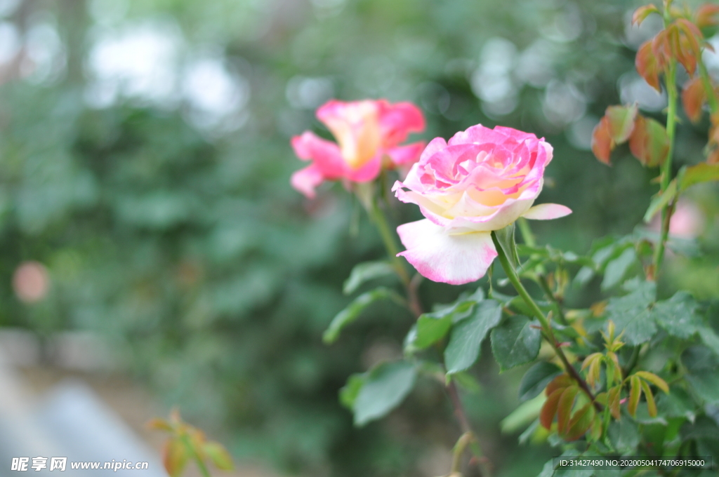 月季花