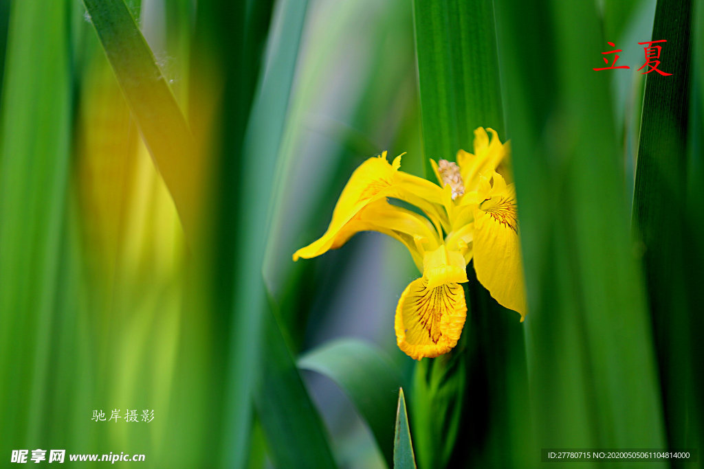 立夏