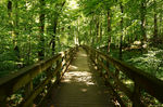 树林木桥