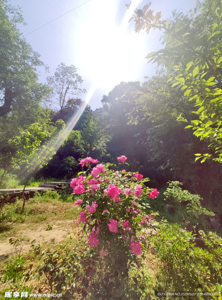 牡丹花