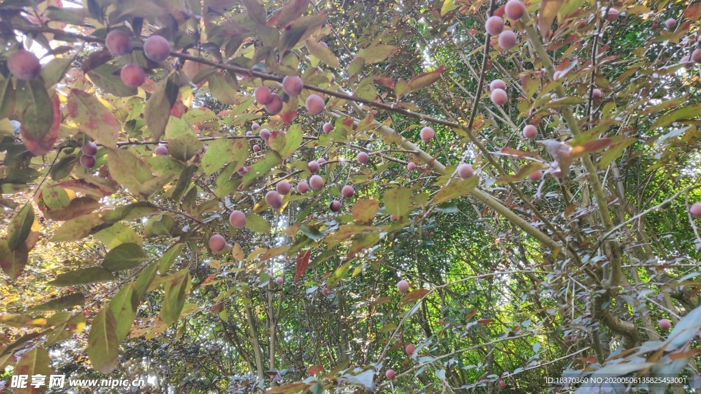 果樹